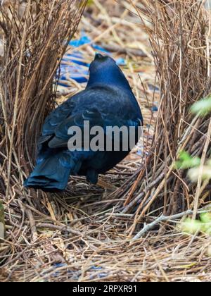 Satin Bowerbird, maschio, in piedi nel suo bower e guardando verso la sua collezione di tesori blu Foto Stock