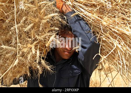 200605 -- PECHINO, 5 giugno 2020 -- Un giovane palestinese raccoglie grano in un campo vicino al confine con Israele nella città meridionale di Khan Younis, 4 giugno 2020. Foto di /Xinhua XINHUA FOTO DEL GIORNO RizekxAbdeljawad PUBLICATIONxNOTxINxCHN Foto Stock