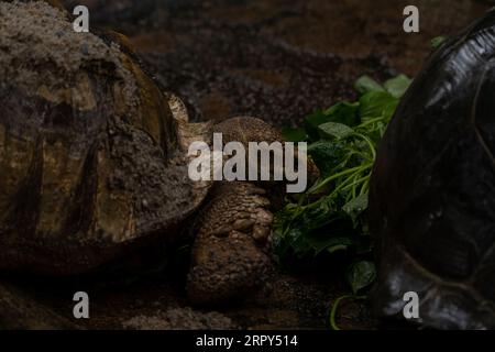 Due tartarughe africane speronato che mangiano durante la pioggia: Centrochelys sulcata, grandi tartarughe di cespugli africani, boschi e praterie, lago Langan Foto Stock