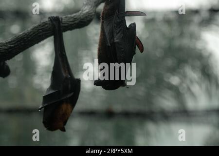 Due volpi volanti dalla testa grigia sull'albero capovolte durante il giorno di pioggia, spazio per il testo, carta da parati Foto Stock