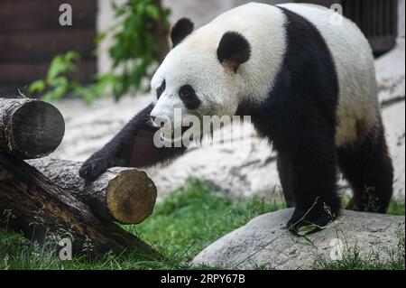 200616 -- MOSCA, 16 giugno 2020 Xinhua -- Panda gigante Ru Yi è visto allo zoo di Mosca, capitale della Russia, 15 giugno 2020. I musei, le sale espositive e gli zoo di Mosca sono stati autorizzati a riaprire martedì. Xinhua/Evgeny Sinitsyn RUSSIA-MOSCOW-ZOO-REOPEN PUBLICATIONxNOTxINxCHN Foto Stock