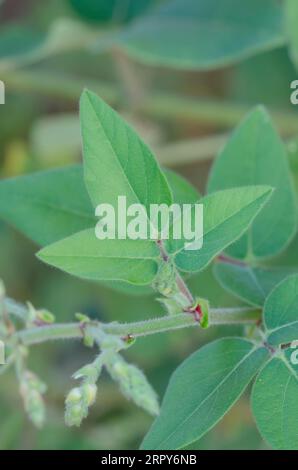 Hoary Ticktrefoil, Desmodium canescens, foglie Foto Stock