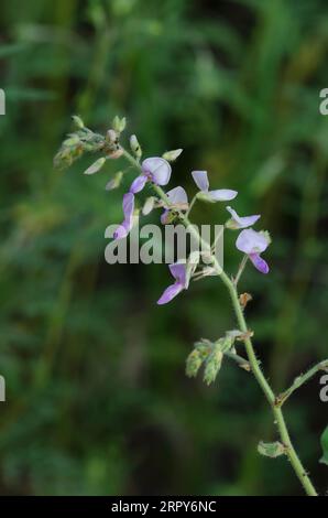 Hoary Ticktrefoil, Desmodium canescens Foto Stock