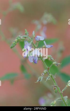 Hoary Ticktrefoil, Desmodium canescens Foto Stock