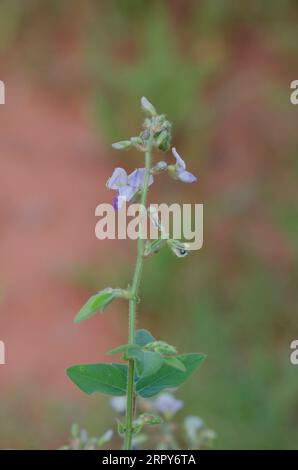 Hoary Ticktrefoil, Desmodium canescens Foto Stock
