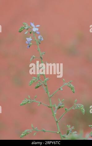 Hoary Ticktrefoil, Desmodium canescens Foto Stock