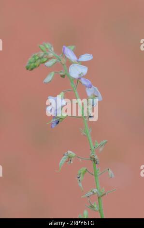 Hoary Ticktrefoil, Desmodium canescens Foto Stock