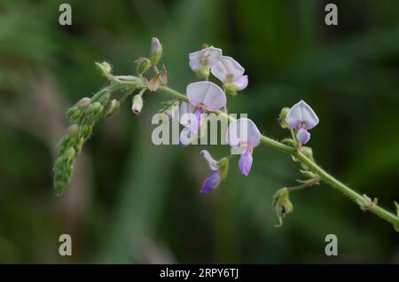 Hoary Ticktrefoil, Desmodium canescens Foto Stock