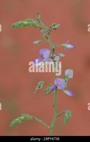 Hoary Ticktrefoil, Desmodium canescens Foto Stock