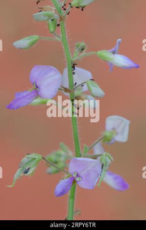 Hoary Ticktrefoil, Desmodium canescens Foto Stock