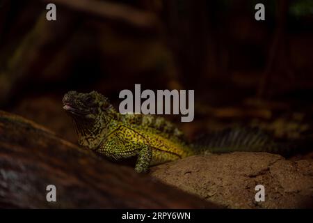 Philippine Sailfin Lizard: Una lucertola timida e dai colori fantastici che vive molto vicino a un corpo d'acqua e la sua dieta è composta da frutta, insetti, piccoli e Foto Stock