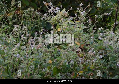 Ticktrefoil, Desmodium sp. Foto Stock