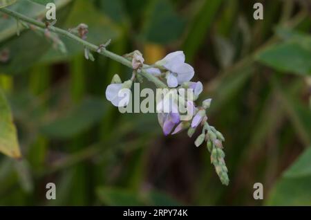 Ticktrefoil, Desmodium sp. Foto Stock