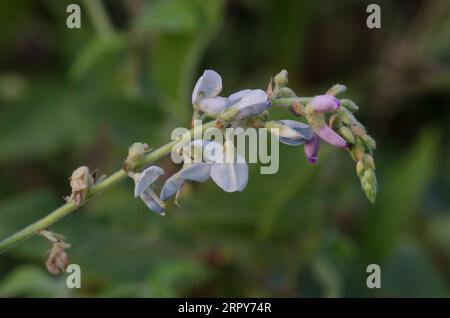 Ticktrefoil, Desmodium sp. Foto Stock