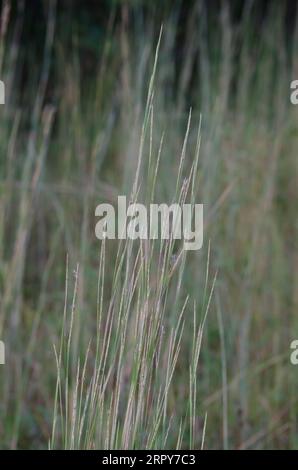 Piccolo Bluestem, Schizachyrium scoparium Foto Stock