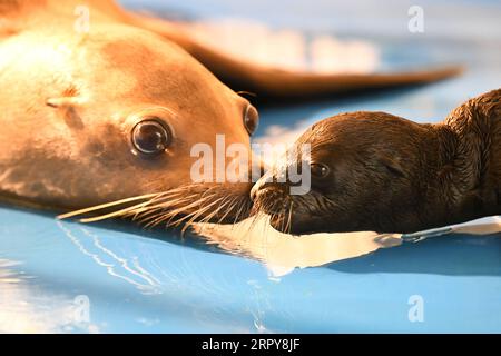 200620 -- HARBIN, 20 giugno 2020 -- Un leone di mare bacia il suo bambino all'Harbin Polarland a Harbin, nella provincia di Heilongjiang nel nord-est della Cina, 20 giugno 2020. Nei giorni scorsi, un leone marino ha dato alla luce un leone marino piccolo, che è stato in buone condizioni, all'Harbin Polarland di Harbin. CHINA-HEILONGJIANG-HARBIN-SEA LION-BABY CN WANGXJIANWEI PUBLICATIONXNOTXINXCHN Foto Stock