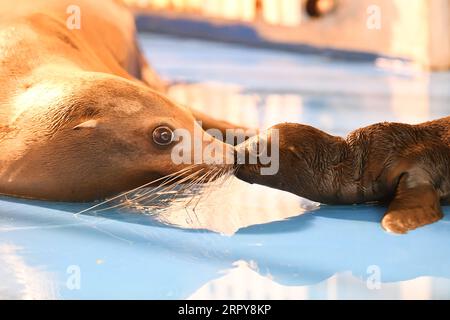 200620 -- HARBIN, 20 giugno 2020 -- Un leone di mare bacia il suo bambino all'Harbin Polarland a Harbin, nella provincia di Heilongjiang nel nord-est della Cina, 20 giugno 2020. Nei giorni scorsi, un leone marino ha dato alla luce un leone marino piccolo, che è stato in buone condizioni, all'Harbin Polarland di Harbin. CHINA-HEILONGJIANG-HARBIN-SEA LION-BABY CN WANGXJIANWEI PUBLICATIONXNOTXINXCHN Foto Stock