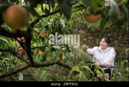200621 -- ANKANG, 21 giugno 2020 -- li Wei mostra pesche fresche su un albero a un cliente su WeChat al giardino di pesche nel villaggio di Wenhua nel distretto di Hanbin della città di Ankang, provincia dello Shaanxi della Cina nord-occidentale, 19 giugno 2020. Nel 1997, per liberarsi dalla povertà, li Zengyi, un abitante del villaggio di Wenhua, nella città di Ankang, trasferì la sua famiglia, compresa la figlia disabile di sette anni, in una casa improvvisata su una montagna per coltivare le pesche. Li Wei, il figlio maggiore di li Zengyi, andò a lavorare nella provincia del Guangdong della Cina meridionale dopo la laurea dalla scuola media per sostenere la famiglia. Li Peng, il Foto Stock