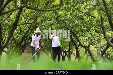 200621 -- ANKANG, 21 giugno 2020 -- li Wei L e suo fratello li Peng lavorano nel giardino di pesche nel villaggio di Wenhua nel distretto di Hanbin della città di Ankang, provincia dello Shaanxi della Cina nord-occidentale, 19 giugno 2020. Nel 1997, per liberarsi dalla povertà, li Zengyi, un abitante del villaggio di Wenhua, nella città di Ankang, trasferì la sua famiglia, compresa la figlia disabile di sette anni, in una casa improvvisata su una montagna per coltivare le pesche. Li Wei, il figlio maggiore di li Zengyi, andò a lavorare nella provincia del Guangdong della Cina meridionale dopo la laurea dalla scuola media per sostenere la famiglia. Li Peng, il figlio minore, continuò Foto Stock