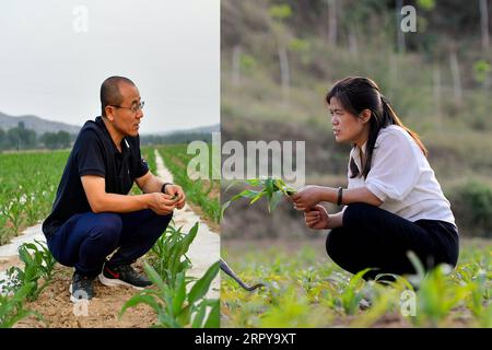 200621 -- TAIYUAN, 21 giugno 2020 Xinhua -- foto combinata mostra Liu Zhijun, primo segretario del villaggio di Jingyubao, che controlla le condizioni di coltivazione delle colture nel villaggio di Jingyubao della contea di Lanxian L, scattato il 10 giugno 2020 da Cao Yang e li Cuiye, primo segretario del villaggio di Nantong, controllo delle condizioni di coltivazione delle colture nel villaggio di Nantong nella contea di Xingxian, assunto il 3 giugno 2020 da Liu Liangliang nella provincia dello Shanxi nella Cina settentrionale. Liu Zhijun e li Cuiye sono una coppia che lavorano rispettivamente presso l'amministrazione delle macchine agricole e il centro servizi per gli affari governativi nella città di Lyuliang. A lug Foto Stock