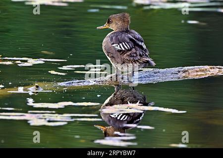Un'anatra di Mergus Merganser, femmina, che riposa su un tronco affondato in un laghetto dei castori nella campagna dell'Alberta.» Foto Stock