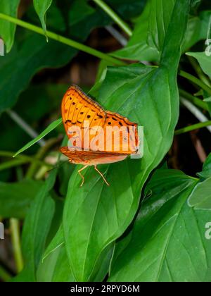 Farfola Rustica maculata, Phalanta falantha, leopardo comune, in cattività, Kuranda, Australia. Foto Stock
