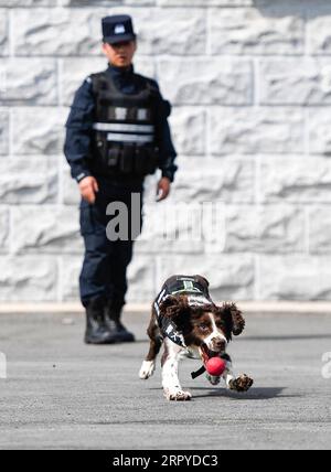 200626 -- CHANGCHUN, 26 giugno 2020 -- il cane Sniffer Hei sa gioca con il suo istruttore Jiang Feng durante la pausa di addestramento a Baishan, nella provincia di Jilin della Cina nord-orientale, 22 giugno 2020. Il cane sniffer Hei sa è rimasto con il suo istruttore Jiang Feng per sei mesi. Mentre è fuori servizio, Hei sa è un adorabile spaniel springer. Tuttavia, quando si tratta di missioni di rilevamento di droga, si trasformerà in un guerriero nero e valoroso come suggerisce il suo nome in cinese. Insieme ad altri dieci cani della polizia e ai loro addestratori, Hei sa lavora per la prima squadra di cani della polizia anti-sommossa e anti-droga nelle terre di confine di Baishan. Foto Stock