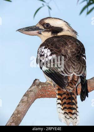 Kookaburra, ridendo Kookaburra, Dacelo novaeguineae, Wild, Koah, Australia.. Foto Stock