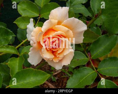 Rosa arancione, coltivata, Malanda, Australia. Foto Stock