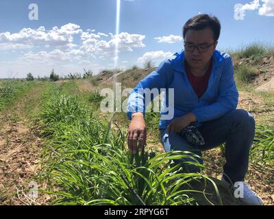 200701 -- PECHINO, 1 luglio 2020 -- foto scattata con un cellulare il 28 maggio 2020 mostra Hu Zhengnan, un gruppo di 25 anni del Partito Comunista Cinese, che controlla le verdure nel campo nel villaggio di Liuquan della città di Wuzhong, nella regione autonoma Ningxia Hui della Cina nord-occidentale. Xinhua Headlines-Xi Focus: CPC, 99 anni, pronto a raggiungere la pietra miliare anti-povertà ZhangxLiang PUBLICATIONxNOTxINxCHN Foto Stock