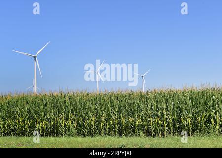 Riscatto, Illinois, USA. Le turbine eoliche sorgono tra una coltura di mais matura in una fattoria dell'Illinois centro-settentrionale. Foto Stock