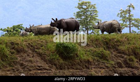 200717 -- NEW DELHI, 17 luglio 2020 Xinhua -- un rinoceronte cornuto nel santuario della fauna selvatica di Kaziranga si radunano in una terra alta per sbarazzarsi dell'acqua inondata nel distretto di Nagaon di Assam, India, 16 luglio 2020. Le incessanti piogge nello stato nordorientale dell'Assam in India hanno peggiorato la situazione delle inondazioni, poiché l'acqua ha inondato nuove aree, ha detto martedì i funzionari. I funzionari della fauna selvatica hanno detto che il 95% delle aree del parco nazionale di Kaziranga sono state inondate. Il parco, patrimonio mondiale dell'umanità, è la più grande casa del rinoceronte con un solo corno in India. Secondo i rapporti, almeno 51 animali selvatici sono stati confermati morti e 100 ha Foto Stock