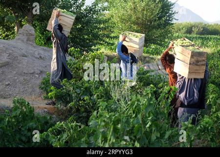 200719 -- KANDAHAR, 19 luglio 2020 -- gli agricoltori afghani trasportano uve raccolte in un vigneto nel distretto di Zhari nella provincia di Kandahar, Afghanistan, 19 luglio 2020. Foto di /Xinhua AFGHANISTAN-KANDAHAR-HARVEST SANAULLAHXSEIAM PUBLICATIONxNOTxINxCHN Foto Stock