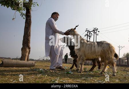 Islamisches Opferfest Eid al Adha, Vorbereitungen in verschiedenen Regionen der Erde 200727 -- SRINAGAR, 27 luglio 2020 -- Un venditore attende i clienti prima del festival Eid al-Adha a Srinagar, la capitale estiva del Kashmir controllato dagli indiani, 27 luglio 2020. KASHMIR-SRINAGAR-EID AL-ADHA JavedxDar PUBLICATIONxNOTxINxCHN Foto Stock