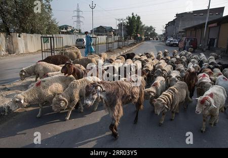 Islamisches Opferfest Eid al Adha, Vorbereitungen in verschiedenen Regionen der Erde 200727 -- SRINAGAR, 27 luglio 2020 -- venditori allevano pecore a un mercato prima del festival Eid al-Adha a Srinagar, la capitale estiva del Kashmir controllato dagli indiani, 27 luglio 2020. KASHMIR-SRINAGAR-EID AL-ADHA JavedxDar PUBLICATIONxNOTxINxCHN Foto Stock