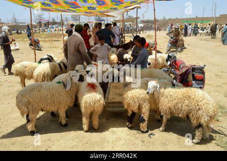 Islamisches Opferfest Eid al Adha, Vorbereitungen in verschiedenen Regionen der Erde 200727 - QUETTA, 27 luglio 2020 Xinhua -- la gente visita un mercato del bestiame prima del festival Eid al-Adha alla periferia di Quetta, Pakistan, il 27 luglio 2020. Foto di Irfan/Xinhua PAKISTAN-QUETTA-EID AL-ADHA-MARKET PUBLICATIONxNOTxINxCHN Foto Stock