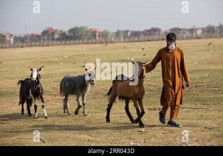 Islamisches Opferfest Eid al Adha, Vorbereitungen in verschiedenen Regionen der Erde 200727 -- SRINAGAR, 27 luglio 2020 -- Un venditore cerca clienti in vista del festival Eid al-Adha a Srinagar, la capitale estiva del Kashmir controllato dagli indiani, 27 luglio 2020. KASHMIR-SRINAGAR-EID AL-ADHA JavedxDar PUBLICATIONxNOTxINxCHN Foto Stock