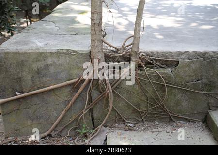 Le radici degli alberi stanno crescendo da una piattaforma di cemento. Foto Stock