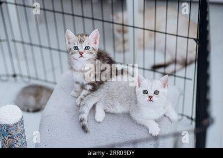 Due piccoli gattini di razza pura sono seduti in una gabbia nella casa di un allevatore di gatti. Foto Stock