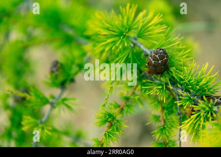 Baikal Larch Pine Cones Close Up sfondo morbido Foto Stock