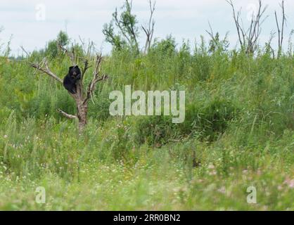 200808 -- PECHINO, 8 agosto 2020 -- foto scattata il 7 agosto 2020 mostra un orso nero in un parco di orsi sull'isola di Heixiazi a Fuyuan, nella provincia di Heilongjiang nella Cina nordorientale. XINHUA FOTO DEL GIORNO XiexJianfei PUBLICATIONxNOTxINxCHN Foto Stock