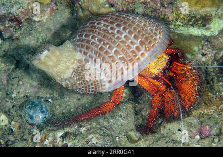 Granchio eremita bianco maculato, Dardanus megistos, con guscio di Partridge Tun Shell, Tonna perdix, con anemone, sito di immersione Tanjung Uli, immersione notturna, WEDA, Foto Stock