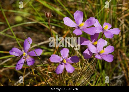 Fiori di Byblis filifolia, la pianta carnivora dell'arcobaleno, nell'habitat naturale dell'Australia Occidentale Foto Stock