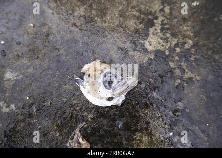 Particolare di pesce sprecato e gettato nella spazzatura, cibo rovinato Foto Stock