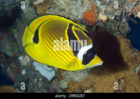 Raccoon Butterflyfish, Chaetodon lunula, Elmoost dive site, WEDA, Halmahera, Maluku settentrionale, Indonesia, Mare di Halmahera Foto Stock