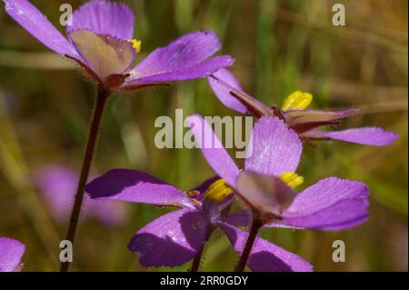 Fiori di Byblis filifolia, la pianta carnivora dell'arcobaleno, nell'habitat naturale dell'Australia Occidentale Foto Stock