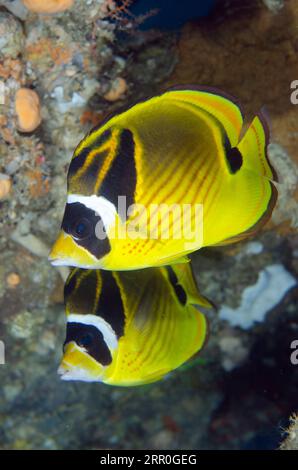 Coppia di Raccoon Butterflyfish, Chaetodon lunula, Elmoost dive site, WEDA, Halmahera, Maluku settentrionale, Indonesia, Mare di Halmahera Foto Stock