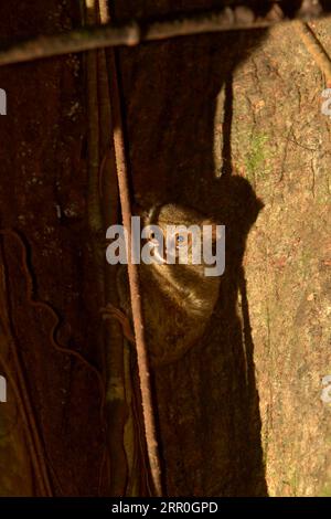 Un tarsiere spettrale di Gursky (Tarsius spectrumgurskyae), a volte noto come spettro di Tarsius o Tarsius Tarsier, è fotografato sul suo albero di nidificazione nella riserva naturale di Tangkoko, Sulawesi settentrionale, Indonesia. I cambiamenti climatici possono cambiare gradualmente i comportamenti e il ciclo riproduttivo di questa specie di primati, riducendo al contempo la loro idoneità all'habitat. Un recente rapporto ha rivelato che la temperatura sta aumentando nella foresta di Tangkoko. Senza la temperatura di riscaldamento, i primati di tutto il mondo hanno già sofferto delle crescenti pressioni antropogeniche, causando fino al 93% delle specie ad avere... Foto Stock