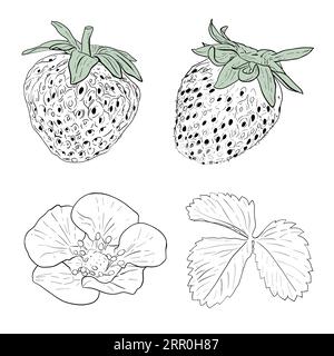 Set vettoriale di fragole disegnate a mano. Bacche, rami, fiori e foglie isolate su sfondo bianco. Vettore, illustrazione della linea. Stampa per tessuto Illustrazione Vettoriale