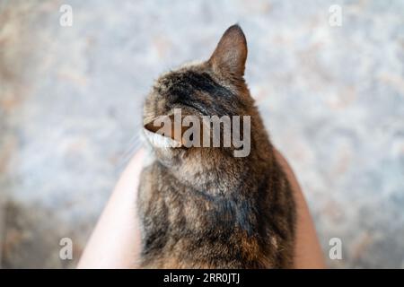 primo piano dell'orecchio del gatto, problema uditivo. Medicina veterinaria di gatti e animali domestici, problemi uditivi Foto Stock
